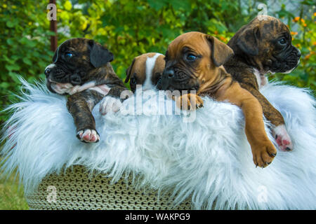 Vier boxer Welpen in einem Korb Stockfoto