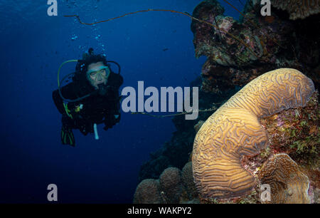 Taucher untersucht ein Gehirn auf das Riff in Bonaire, Niederländische Antillen Coral Stockfoto