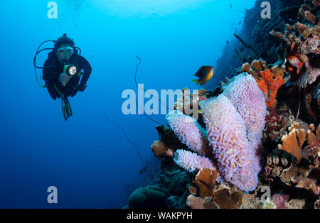 Diver Ansätze azure Vase schwamm auf das Riff in Bonaire, Niederländische Antillen Stockfoto