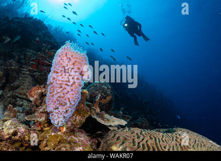 Diver Ansätze azure Vase schwamm auf das Riff in Bonaire, Niederländische Antillen Stockfoto