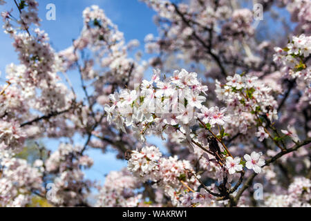 Kurile cherry 'brillant', Prunus nipponica var. kurilensis Stockfoto