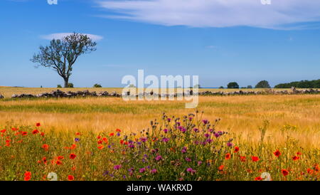 Friedlichen Landschaft mit Mohn von schönen Tag in Oland Island, Schweden Stockfoto