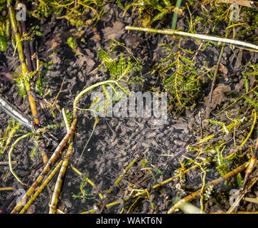 Massen von Kaulquappen in kleinen Teich, den verschiedenen Stadien der Entwicklung, der Metamorphose. Stockfoto