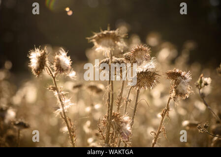 Thistle Blumen (cardus Marianus) an der Spitze der Berge bei Sonnenuntergang Stockfoto