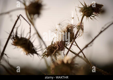 Thistle Blumen (cardus Marianus) an der Spitze der Berge bei Sonnenuntergang Stockfoto