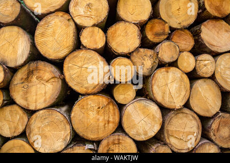 Nahaufnahme der gestapelten Cut Baumstämmen. Stockfoto