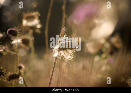 Thistle Blumen (cardus Marianus) an der Spitze der Berge bei Sonnenuntergang Stockfoto