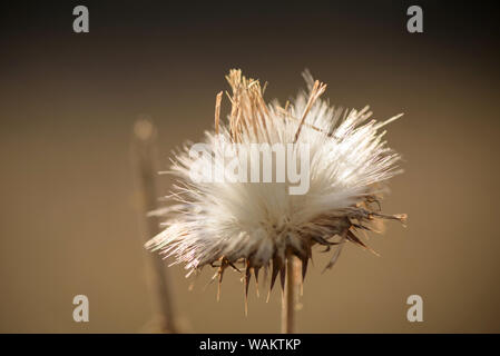 Thistle Blumen (cardus Marianus) an der Spitze der Berge bei Sonnenuntergang Stockfoto