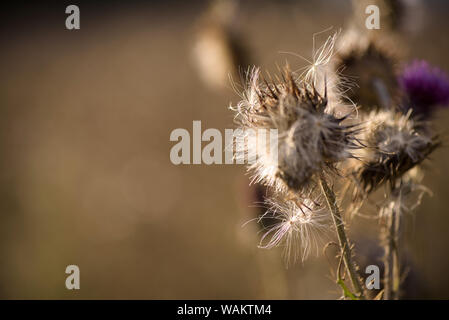 Thistle Blumen (cardus Marianus) an der Spitze der Berge bei Sonnenuntergang Stockfoto