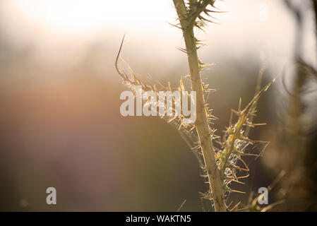 Thistle Blumen (cardus Marianus) an der Spitze der Berge bei Sonnenuntergang Stockfoto