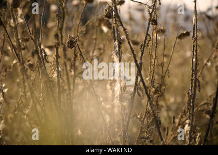 Thistle Blumen (cardus Marianus) an der Spitze der Berge bei Sonnenuntergang Stockfoto