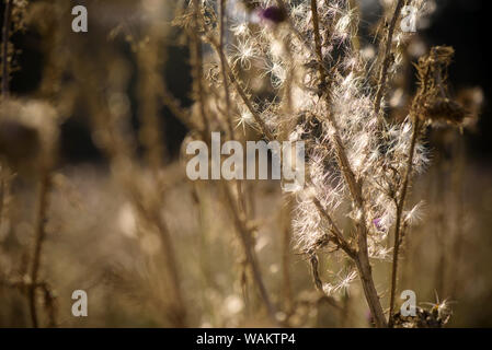 Thistle Blumen (cardus Marianus) an der Spitze der Berge bei Sonnenuntergang Stockfoto