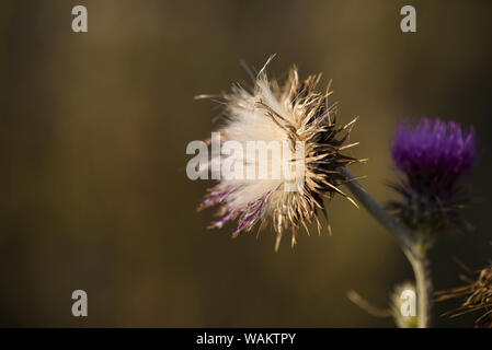 Thistle Blumen (cardus Marianus) an der Spitze der Berge bei Sonnenuntergang Stockfoto