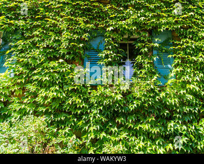 Die Wand des Gebäudes ist mit Weinreben bedeckt. Frische grüne Blätter. Blaue Fensterläden. Grüne Kletterpflanzen. Stockfoto