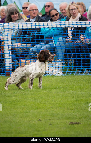 English Springer Spaniel aus dem K 92000 Hund Display Team run von Caroline und Adrian Slater am 2019 Southport Flower Show. Stockfoto