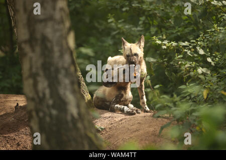 Und lehana Lembani, zwei gemalten Hund Welpen Yorkshire Wildlife Park in der Nähe von Doncaster. Die welpen verloren ihre Mutter Thabo, wenn sie 6 Wochen alt waren, und den Rest der Packung haben um Sammelten mit Vater Nefari, für sie zu sorgen, da ihr Tod. Stockfoto