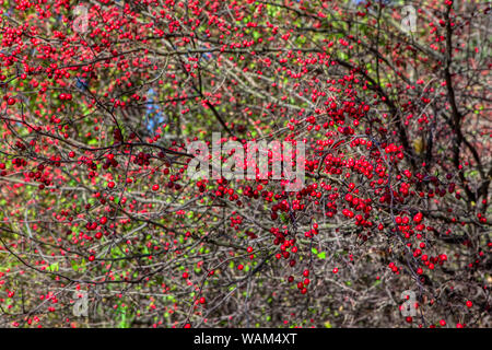 Natur details mit roten Beeren im Herbst Stockfoto