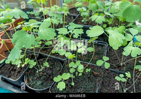 Nahaufnahme von jungen aquilegia aquilegias Pflanzen, die im Frühjahr in Töpfen im Gewächshaus wachsen England Vereinigtes Königreich GB Großbritannien Stockfoto