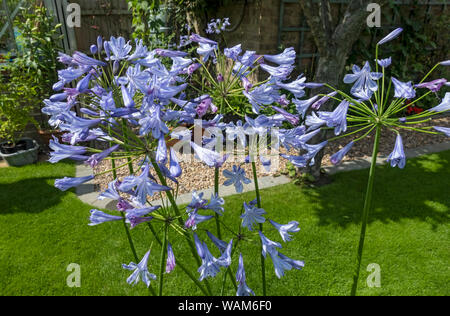 Nahaufnahme von blauen Agapanthus Blumen Blumenpflanze wächst in Töpfen im Sommer England Großbritannien Großbritannien GB Großbritannien Stockfoto