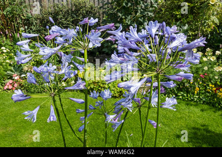 Nahaufnahme von blauen Agapanthus Blumen Blumenpflanze wächst in Töpfen im Sommer England Großbritannien Großbritannien GB Großbritannien Stockfoto