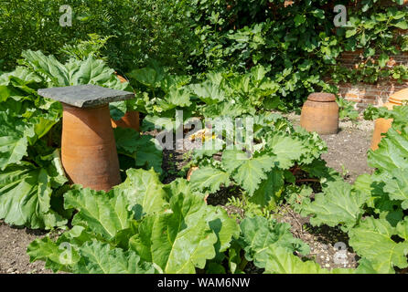 Rhabarber Pflanzen Pflanzen wachsen in einem Garten im Sommer England Großbritannien Großbritannien GB Großbritannien Stockfoto
