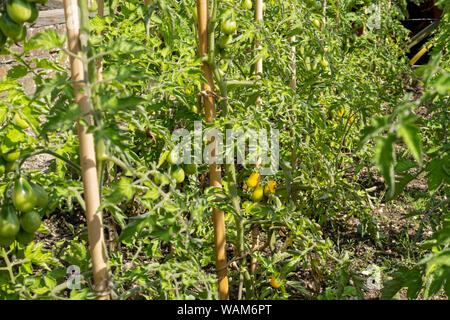 Reihen von gelben Birnen Tomatenpflanzen Tomaten Pflanzen wachsen draußen auf einem Gemüsegarten im Sommer England Vereinigtes Königreich GB Großbritannien Stockfoto