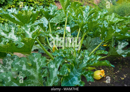 Nahaufnahme der Zucchini Italienisch Gestreifte Zucchini-Pflanzen wachsen auf einem Grundstück im Garten im Sommer England Großbritannien Großbritannien GB Großbritannien Stockfoto