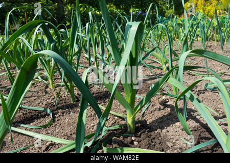 Nahaufnahme von Lauch Pandora Pflanzen Pflanzen Sorte wächst auf einer Zuteilung Gemüsegarten Grundstück im Sommer England UK Vereinigtes Königreich GB Großbritannien Stockfoto