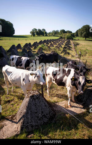 Panzersperren des Westwalls in der Nähe von Schmithof im Süden von Aachen, Kühe, Nordrhein-Westfalen, Deutschland. Panzersperren des Westwall bei Schmith Stockfoto