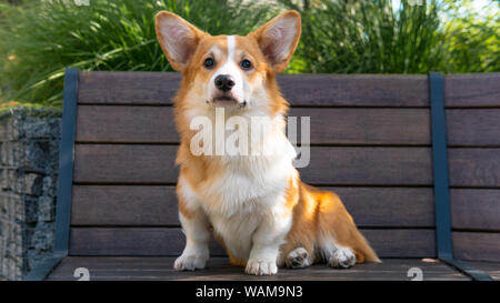 Porträt einer Cute Puppy Corgi Pembroke auf der Bank im Park. Happy Corgi Hund close-up Stockfoto
