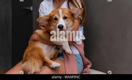 Die junge Frau sitzt in der Wohnung mit kleiner Hund auf ihre Hand. Cute Corgi Pembroke Welpen auf seinen Besitzer Hände, close-up. Stockfoto