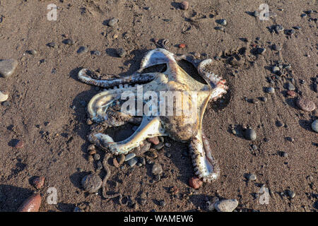 Eine bunte große Octopus klettert am Strand mit schwarzem Sand vulkanischen Ursprungs und bunten Steinchen. Eine live Octopus nur im Meer gefangen. Stockfoto