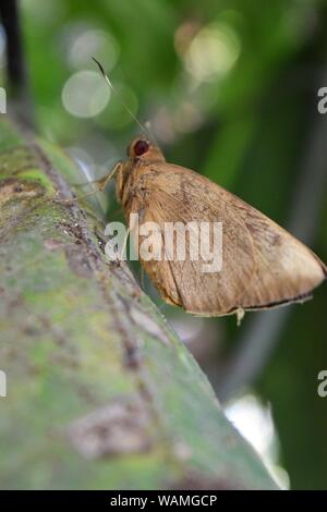 Erionota Torus, der Riese Skipper auf den Baum mit natürlichen, grünen Hintergrund, braune Schmetterling mit roten Augen Stockfoto