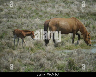 Wilde Pferde, Assateague National Seashore Stockfoto