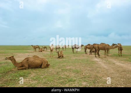 Kamel Herde in Salalah Oman Stockfoto