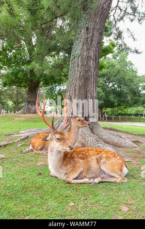 Die heilige Hirsch von Nara, Nara-Shi in Japan. Die Rotwild sika Hirsch (Cervus Nippon) Auch der gefleckte Hirsch oder die Japanische Hirsche bekannt. Stockfoto