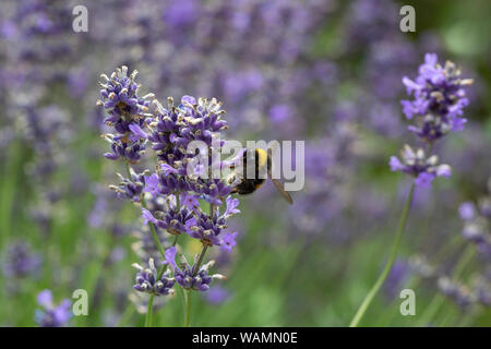 Nahaufnahme eines Bumble Bee, Bombus, Lavendelblüten Stockfoto