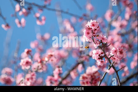 Sydney, Australien. 21 Aug, 2019. Eine Biene fliegt um Blumen an der Auburn botanischen Garten während des Sydney Cherry Blossom Festival in Sydney, Australien, August 21, 2019. Credit: Bai Xuefei/Xinhua/Alamy leben Nachrichten Stockfoto