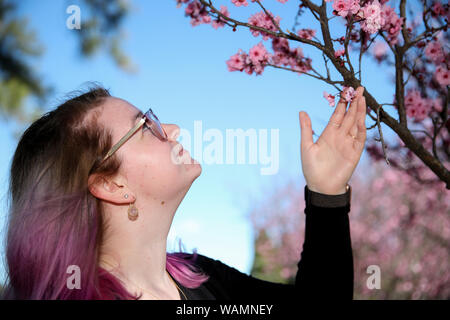 Sydney, Australien. 21 Aug, 2019. Eine Frau besucht die Auburn botanischen Garten während Sydney Cherry Blossom Festival in Sydney, Australien, August 21, 2019. Credit: Bai Xuefei/Xinhua/Alamy leben Nachrichten Stockfoto