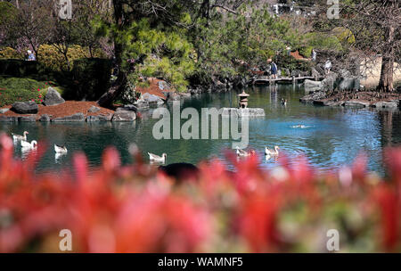 Sydney, Australien. 21 Aug, 2019. Bürger besuchen Sie die Auburn Botanischen Gärten anlässlich von Sydney Cherry Blossom Festival in Sydney, Australien, August 21, 2019. Credit: Bai Xuefei/Xinhua/Alamy leben Nachrichten Stockfoto