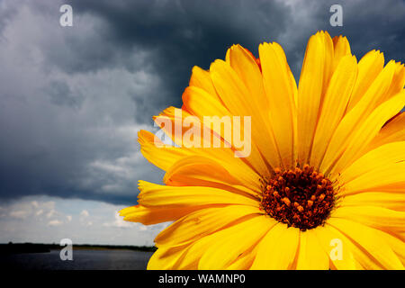 Leuchtend gelbe Blume Kontraste mit dem tiefen Blau Grau von einem herannahenden Gewitterwolken. Fokus auf den Vordergrund Blütenkopf; Hintergrund ist aus f Stockfoto