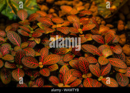 Rot Grün verschwommen Misty floral background mit fleckige Blätter von fittonia im Vordergrund. Stockfoto