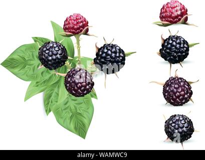 3D realistische Schwarze Himbeere auf weißem Hintergrund. Sammlung reife Schwarze Himbeere mit grünen leaft. Frische Beeren Nahaufnahme. Vektor Stock Vektor