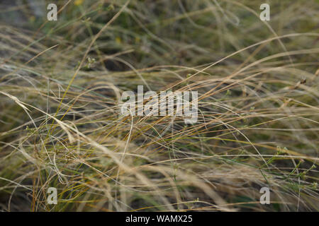 Wild gass Nahaufnahme, Ansicht von oben Stockfoto