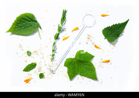 Tee Kräuter noch leben Flatlay auf weißem Hintergrund Stockfoto