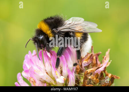 Hummel ist die Bestäubung pink clover Blume Stockfoto