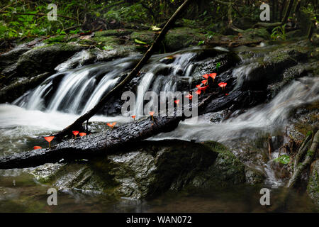 Champagner Schale Pilze im Wald tripical mit Wasserfall im Hintergrund. Stockfoto