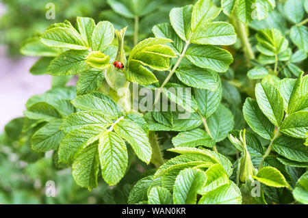 Marienkäfer auf einem wilden Rosensträuchern, das Insekt auf der Blätter von Wild Rose Stockfoto