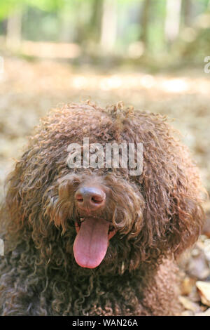 Hund mit langen Haaren rebel Portrait Qualität Lagotto Romagnolo rasta feinen Drucke Stockfoto