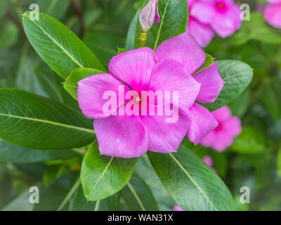 Schönen Fee verträumt Magic rosa lila Blumen auf verblasste verschwommenen Hintergrund, weiche selektiven Fokus, Copyspace für Text Stockfoto